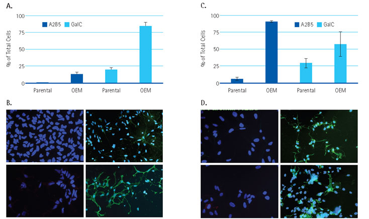 Derived OPC from Human Neural Stem Cell lines. Derived OPC from Human Neural Stem Cell lines.