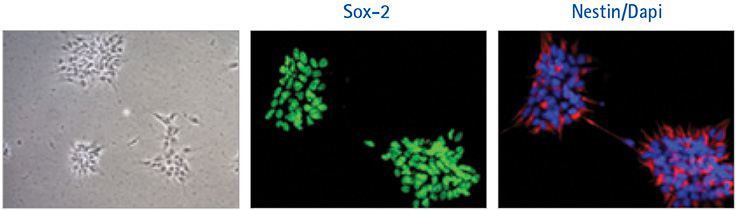 ENStem™-A neural progenitor cells grown for 3 passages in HumanKine® ENStem™-A neural progenitor cells grown for 3 passages in HumanKine®