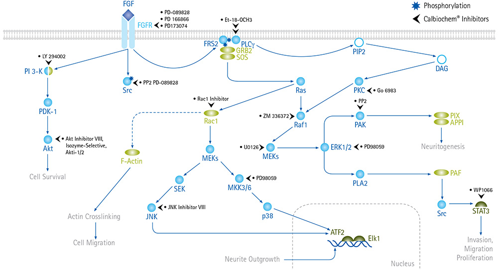 FGF signaling pathways lead to cell survival, proliferation, invasion and migration. FGF signaling pathways lead to cell survival, proliferation, invasion and migration.