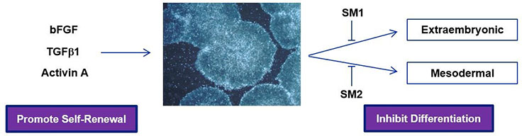 How serum-free PluriSTEM™ Media enables weekend-free culture of Pluripotent Human stem cells How serum-free PluriSTEM™ Media enables weekend-free culture of Pluripotent Human stem cells