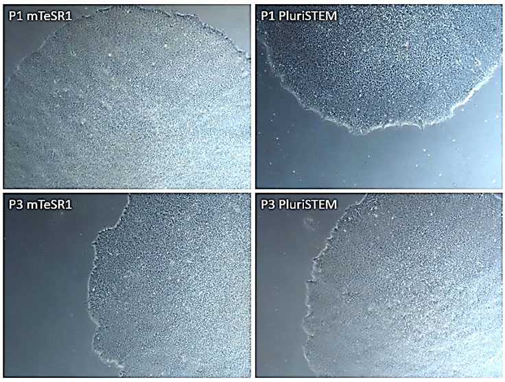 Human iPS cells cultured in PluriSTEM™ media vs. mTeSR1® media Human iPS cells cultured in PluriSTEM™ media vs. mTeSR1® media
