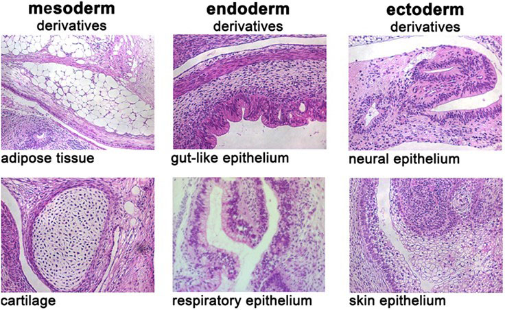 In vivo differentiation of pluripotent stem cells cultured in PluriSTEM™ media In vivo differentiation of pluripotent stem cells cultured in PluriSTEM™ media