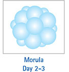 Morula Day 2-3 桑椹胚 第 2-3 天