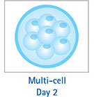 Multi-cell Day 2 多细胞 第 2 天