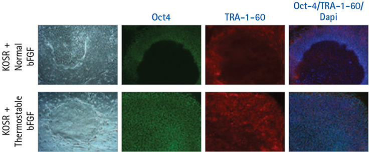 Thermostable bFGF supports pluripotent growth of human iPS cells using an every-third-day feeding regiment. Thermostable bFGF supports pluripotent growth of human iPS cells using an every-third-day feeding regiment.