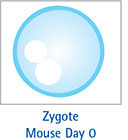 Zygote mouse day. 小鼠受精卵 第 0 天