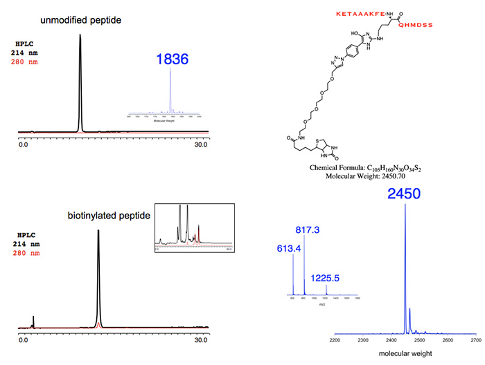 Unmodified Peptide Unmodified Peptide