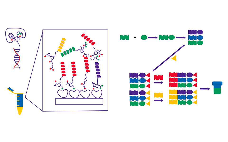 DNA encoded library and its mode of operation The left side of the photo contains an example of labeled DNA strands bound to building blocks attaching to target protein. The right side of the photo contains a flow chart highlighting how the DNA encoded library is created. A DNA tag is bound to a building block and is then pooled with other DNA tagged building blocks. They are then split into wells with a new set of building blocks, one per well, and bound with a second DNA tag. The wells are then pooled together creating a fully DNA encode library in one vial.