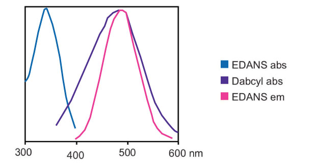 A graph showcasing the absorbance and emission spectra for two fluorescent compounds, Dabcyl and EDANS, displayed on a two-dimensional coordinate system. The x-axis represents the wavelength in nanometers, ranging from 300 to 600 nm, while the y-axis indicates the intensity of absorbance and emission. There are four distinct curves plotted in different colors: a blue curve representing the absorbance spectrum of EDANS, which peaks around 350 nm; a purple curve indicating the absorbance spectrum of Dabcyl, peaking near 400 nm, and a pink curve that illustrates the emission spectrum of EDANS, with a prominent peak near 500 nm. 