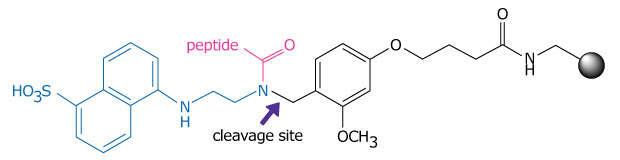 a chemical structure representing a loaded EDANS NovaTag™ resin, illustrating the connection point of a peptide and the site designated for cleavage. On the left side, a blue sulfonic acid group is attached to a benzene ring, which connects to an amine group, indicated by a nitrogen atom bonded to a hydrogen atom. This nitrogen is part of a peptide bond, which is marked by a pink label reading "peptide," and is linked to a carbonyl oxygen atom. Following this, another nitrogen atom is present, highlighted by a purple arrow pointing to the "cleavage site," indicating where the peptide can be cleaved. To the right, a black aromatic ring is connected to a methoxy group represented as "OCH3," which leads to a carbon chain that terminates in an amide group, illustrated in black with a nitrogen atom. 