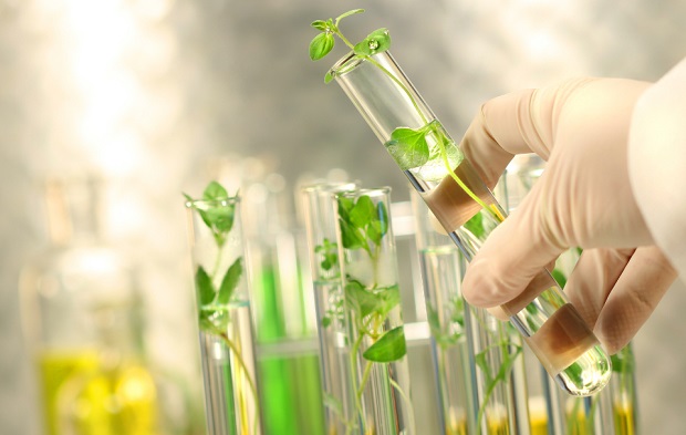 Plants in liquid in test tubes.