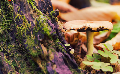 Delicate forest ecosystems Cluster of wild mushrooms growing on moss-covered forest wood, illustrating the biodiversity impacted by global food and flavor sourcing.
