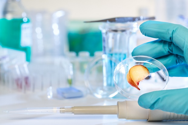 A laboratory setting is depicted with a researcher wearing a light blue latex glove, carefully holding a transparent petri dish containing a small, sliced piece of fruit or vegetable with a reddish-orange outer skin and a pale yellow interior. The background is slightly blurred and filled with various lab equipment, including glass beakers and flasks filled with clear and blue liquids, plastic pipette tips, and a digital pipette lying on the white laboratory bench.