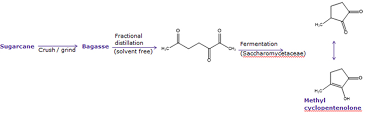 Navigating Natural Flavor Regulations A synthesis diagram wherein sugar cane is crushed/ground into bagasse. The bagasse undergoes a solvent free, heat driven fractional distillation followed by yeast fermentation yielding methyl cyclopentenolone.