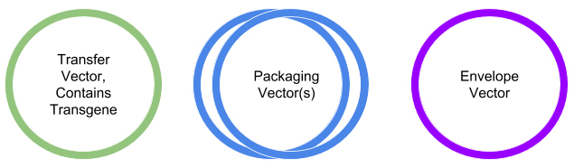 Vectors-Lentiviral-Production Vectors for Lentiviral Production