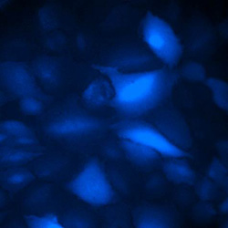 BFP expression in A549-Cas9-Blast stable cells 感染阵列 CRISPR 慢病毒的 A549-Cas9-Blast 稳定细胞中的 BFP 表达,感染后 7 天,放大 20 倍