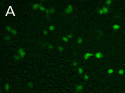 eGFP shRNA-100 ng of eGFP expression plasmid alone eGFP shRNA