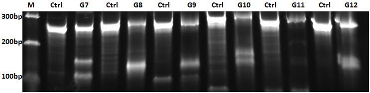Representative gel from CEL-I Assay CEL-I 测定的典型凝胶图