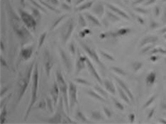 Sanger gRNA Application Data - Cells Infected with virus 嘌呤霉素筛选后细胞生长四天 - 感染病毒