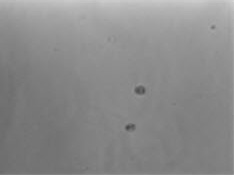 Sanger gRNA Application Data - Non Infected Cells 嘌呤霉素筛选后细胞生长四天