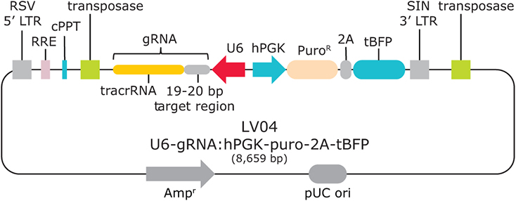 Sanger Lentiviral CRISPR vector schematic (LV04) 桑格慢病毒CRISPR载体示意图(LV04)