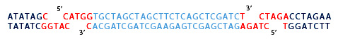 oligos are to be ligated NcoI and XbaI restriction sites.