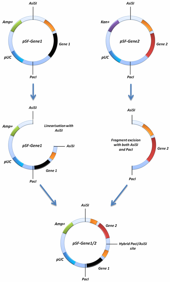 Diagramatical representation of the concatemerisation function of the SnapFast system Diagramatical representation of the concatemerisation function of the SnapFast system