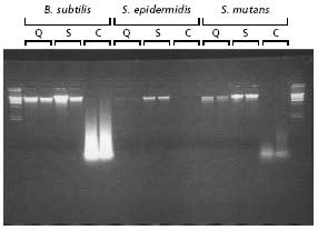 bacterial-gen GenElute Bacterial Gram Positive