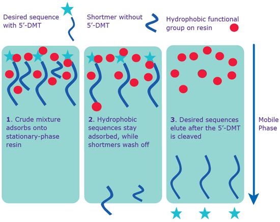 production_graph Separation via reverse phase: cartridge and HPLC. Both standard cartridge and RP-HPLC purification occur with the 5’-DMT on the sequence.