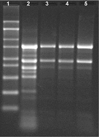 Spectrum™ Plant Total RNA Kit Total RNA extracted from 100 mg of Jatropha tissue