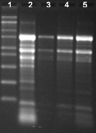 Spectrum™ Plant Total RNA Kit Total RNA Isolation from different tissue types of papaya using the Spectrum™ Total RNA kit