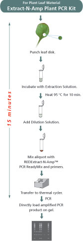 Extract-N-Amp Plant Flow Chart Extract-N-Amp Plant Flow Chart