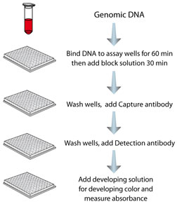 MDQ1 Step-wise Protocol MDQ1 Step-wise Protocol