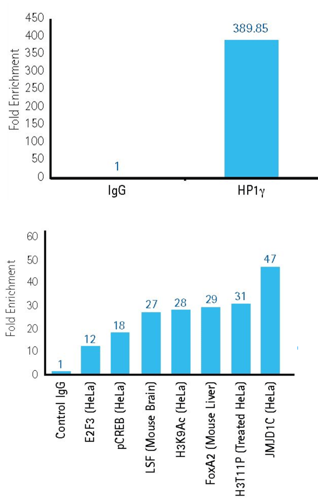 Chromatin Immunoprecipitation (ChIP) Assay ChIP with cell line samples