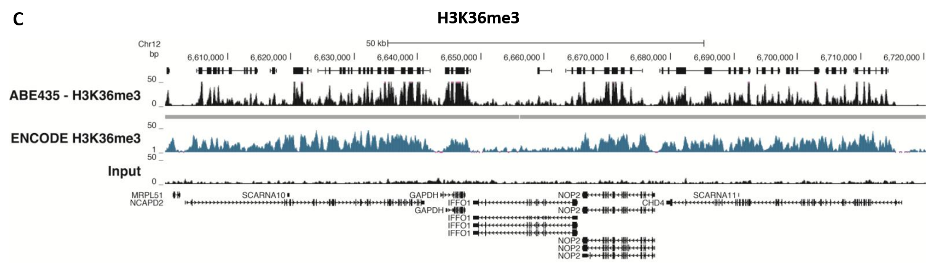 Chromatin Immunoprecipitation (ChIP) Assay ChIP-Seq Analysis
