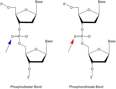 Phosphodiester and phosphorothioate internucleotide linkages