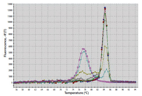 An examination of the melt curve profile reveals that the samples of lower concentration An examination of the melt curve profile reveals that the samples of lower concentration