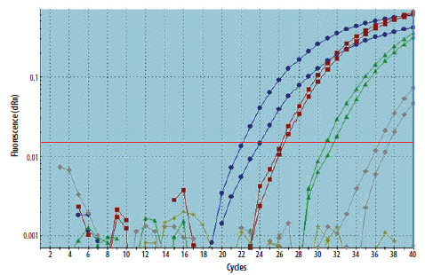 A cDNA sample was diluted through a 10-fold serial dilution and the specific template detected using duplicate qPCR for each dilution A cDNA sample was diluted through a 10-fold serial dilution and the specific template detected using duplicate qPCR for each dilution