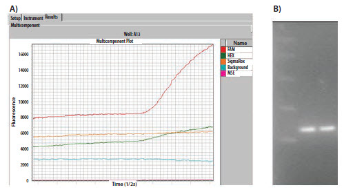 The raw data plots of a duplex assay containing a FAM and a HEXlabeled probe The raw data plots of a duplex assay containing a FAM and a HEXlabeled probe