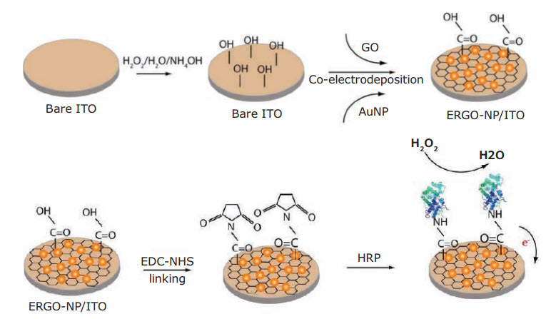 Schematic diagram depicting the surface functionalization of the formation of the HRP/ERGO-NP/ITO modified electrode applied for detection of H2O2