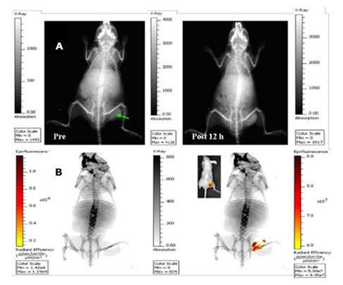 In vivo planar X-ray images
