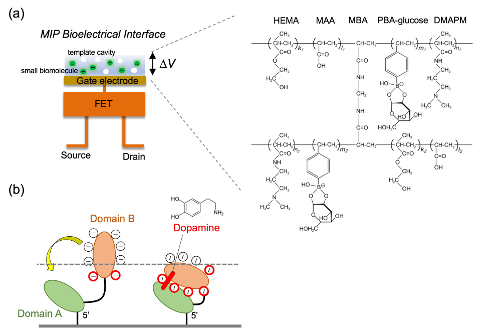 The top part of the figure presents the conceptual structure of an MIP (Molecularly Imprinted Polymer)-coated gate field-effect transistor (FET) sensor. This visual representation provides insights into the design and functional aspects of the MIP-coated FET sensor, showcasing its selective and sensitive detection capabilities. The MIP coating contributes to the specificity of the sensor, making it suitable for targeted analyte detection in various applications, including biosensing, environmental monitoring, and healthcare diagnostics. The bottom part of the figure illustrates the detection mechanism of dopamine using an aptamer-modified gate field-effect transistor (FET) sensor, demonstrating dopamine binding to the negative charge near the gate surface. This depiction provides valuable insights into the functional operation of the aptamer-modified FET sensor, emphasizing its ability to selectively bind and detect dopamine, a crucial neurotransmitter. The visual representation effectively communicates the sensor's mechanism for dopamine detection, contributing to advancements in neurochemical sensing, neurobiology, and biomedical research.