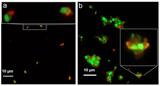 Coupled sub-micron biotinylated FNDs containing NVN centers (green) and streptavidin functionalized FNDs containing NV centers (red), comparing a) 30 minute incubation time and b) overnight incubation.