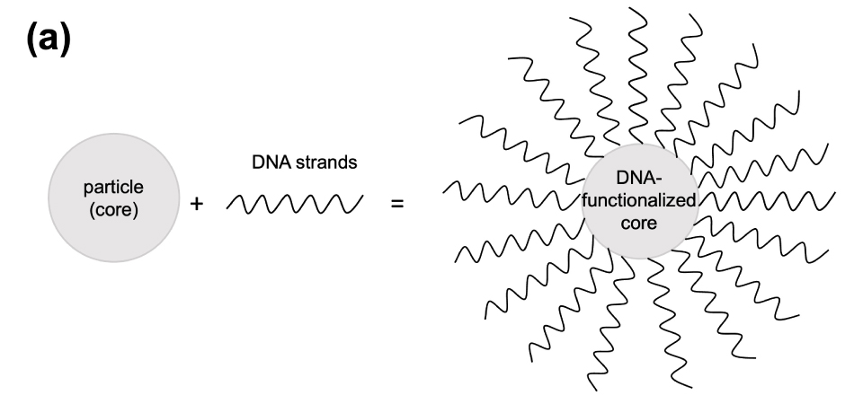 The image illustrates the combination of spherical core particles with zig-zag DNA strands to form DNA-functionalized core particles. This visual representation offers insights into the process of functionalizing core particles with DNA strands, a crucial step in the development of advanced materials for various applications, including biosensing, drug delivery, and nanotechnology.