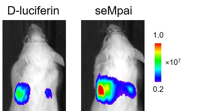 imaging-of-lung-metastasis-with-sempa
