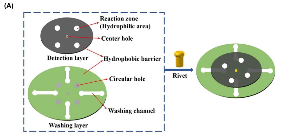 Graphical representation of paper analytical device The image presents a graphical representation of a paper analytical device designed for the detection of SARS-CoV-2. It depicts the two layers of the device, with the upper detection layer featuring a reaction zone (hydrophilic area) and a hydrophobic barrier, while the lower washing layer includes a hydrophobic barrier and a washing channel. The two layers are held together by a rivet, creating the full device. This visual representation provides valuable insights into the design and structural elements of the paper analytical device, offering a clear depiction of the device's components and assembly, which are crucial for its functionality in detecting SARS-CoV-2.