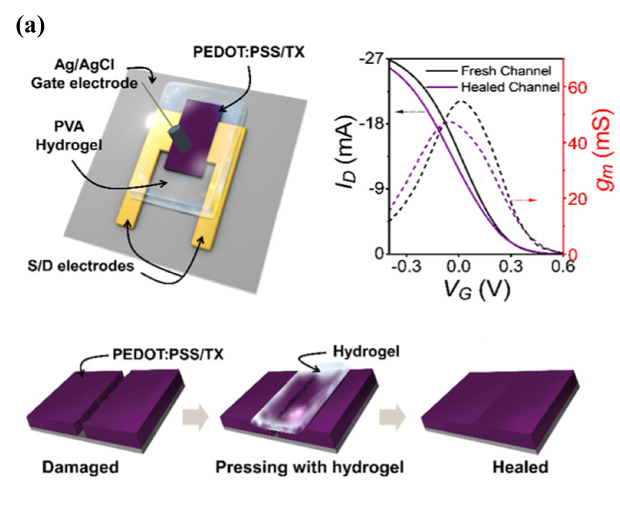 This schematic diagram illustrates a PEDOT:PSS-based organic electrochemical transistor (OECT) with a focus on its self-healing performance. It highlights the electrodes, polymer process channel, and hydrogel within the device. An additional diagram showcases the self-healing process, depicting the damaged PEDOT:PSS/TX polymer channel, the application of the hydrogel, and the subsequent healing. Additionally, a transfer curve is included to visually demonstrate the self-healing interaction within the device. These visuals provide an insightful representation of the self-healing capabilities of the OECT, offering a clear understanding of the device's potential for robust and resilient performance in various applications.