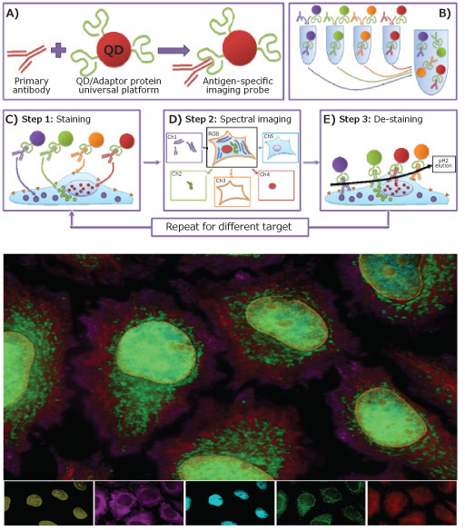 M3P technology enabling simple custom probe preparation and highly multiplexed single cell imaging.