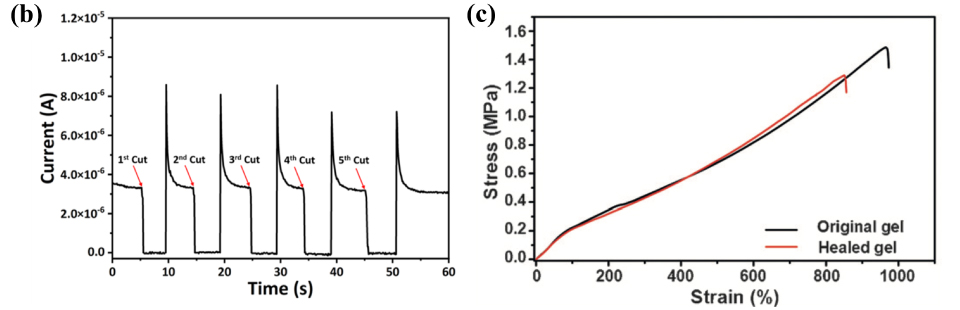 The graph on the left labeled b, presents a current versus time plot, demonstrating the electrical self-healing behavior of SV3/PVA hydrogel. It showcases multiple cuts to the hydrogel, each resulting in sharp drops in current, followed by repetitive self-healing to the original level. The graph effectively captures the remarkable self-repair capabilities of the hydrogel, indicating its potential for applications requiring sustained electrical conductivity and resilience to damage. The graph on the right labeled c, compares the tensile stress versus strain behavior of the original and healed organohydrogels. It visually demonstrates that the original gel can handle higher stress than the healed gel, indicating the impact of the healing process on the mechanical properties of the material. The graph provides valuable insights into the mechanical behavior of the organohydrogels before and after healing, shedding light on their potential for use in applications requiring robust and resilient materials with tailored mechanical properties. 