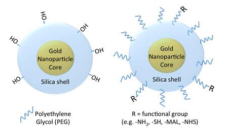 Silica-coated gold nanoparticle surface chemistry